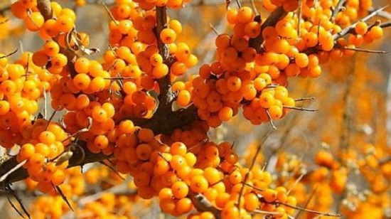 沙棘果油的药理作用及应用广泛 沙棘果油的药理作用及应用广泛